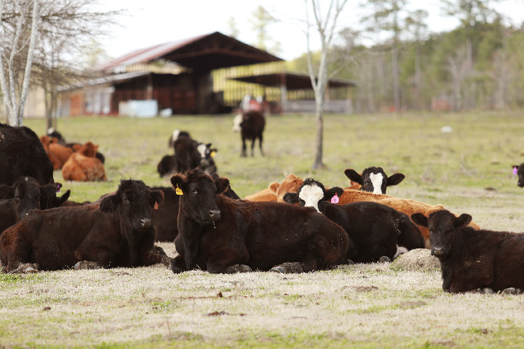 Cow pasture